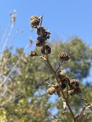 Abutilon angulatum angulatum