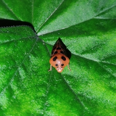 Cosmoscarta dorsimacula