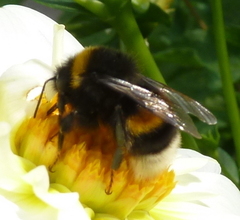 Bombus terrestris