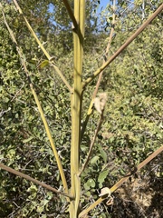 Abutilon angulatum angulatum