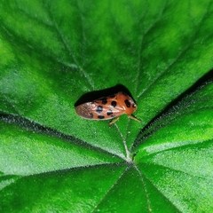 Cosmoscarta dorsimacula