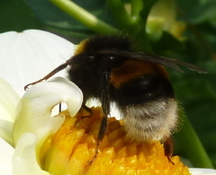 Bombus terrestris