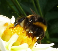 Bombus terrestris