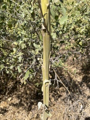Abutilon angulatum angulatum