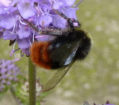 Bombus lapidarius