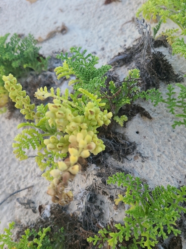 Coastal Ragweed