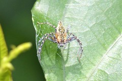 Hamadruas hieroglyphica