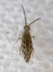 Entomobrya intermedia