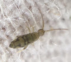 Entomobrya intermedia