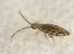 Entomobrya intermedia