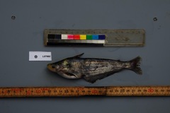 Eutropiichthys