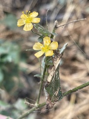 Wissadula rostrata
