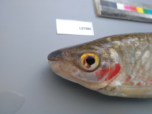 Pinkfin Alestes (Brycinus grandisquamis) — Alestidae