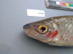 Brycinus grandisquamis