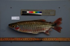 Brycinus grandisquamis