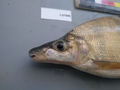 Distichodus lusosso