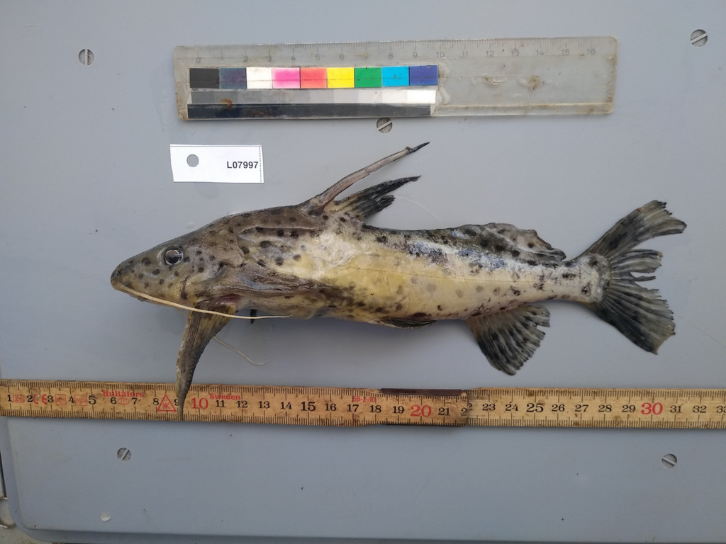 Black-Spotted Synodontis