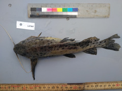 Synodontis acanthomias