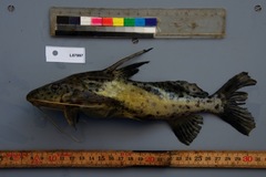 Synodontis acanthomias