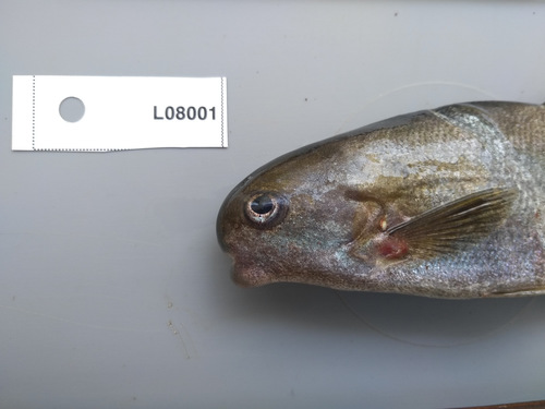 Parrot stonebasher (Hippopotamyrus psittacus) — Mormyridae — 3