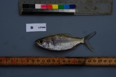 Bryconaethiops macrops