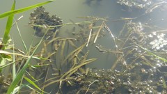 Vallisneria spiralis