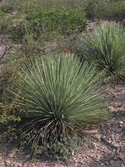 Agave striata