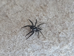 Leptofreya ambigua