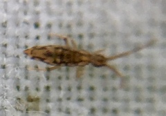 Entomobrya intermedia