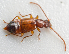 Anthophagus caraboides