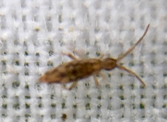 Entomobrya intermedia