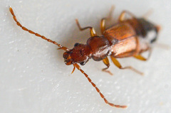Anthophagus caraboides