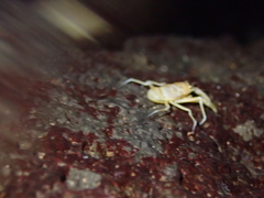 Munidopsis polymorpha