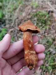 Cortinarius rubellus