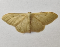 Idaea straminata