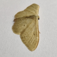 Idaea straminata