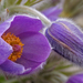 European Pasqueflower - Photo (c) Randi Hausken, some rights reserved (CC BY-NC)