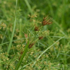 Rhynchospora macrostachya
