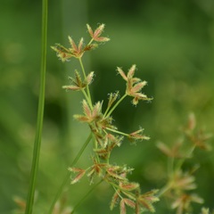 Cyperus dentatus