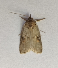 Nycteola asiatica