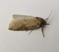Nycteola asiatica