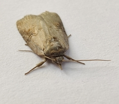 Nycteola asiatica