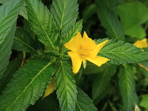 Turnera ulmifolia