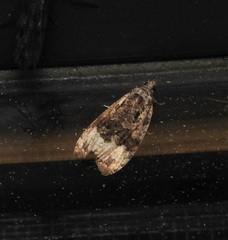 Apotomis capreana