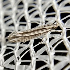 Leptosaces schistopa