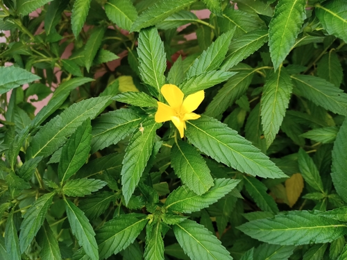 Turnera ulmifolia