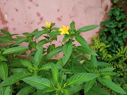 Turnera ulmifolia