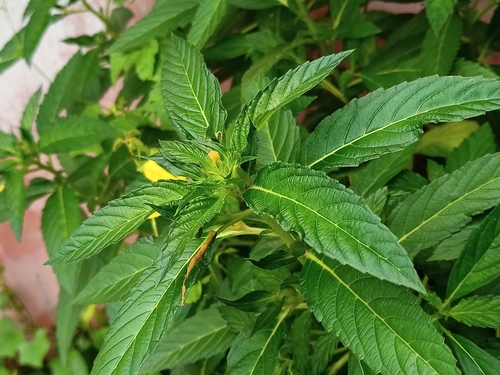 Turnera ulmifolia