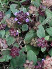 Prunella vulgaris