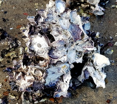 Saccostrea glomerata